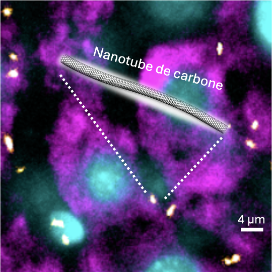 Nanotube de carbone