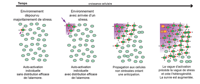 Modèle du mécanisme