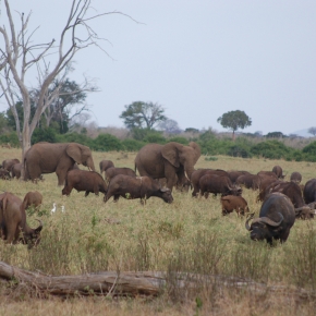 L’analyse de la composition isotopique des dents de différentes espèces de cet écosystème a servi de comparatif pour interpréter la distribution des valeurs isotopiques des assemblages fossiles, incluant les homininés de cette étude © Thure Cerling