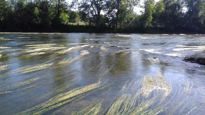 Cours d’eau peuplé de renoncules flottantes (Ranunculus fluitans) en floraison. On note la répartition en patchs d’herbiers, suivant le courant et modulant celui-ci. La densité est suffisante pour influencer localement les conditions physicochimiques et biologiques du milieu. (Rivière Ariège, France, juin 2019) © A. Firmin.