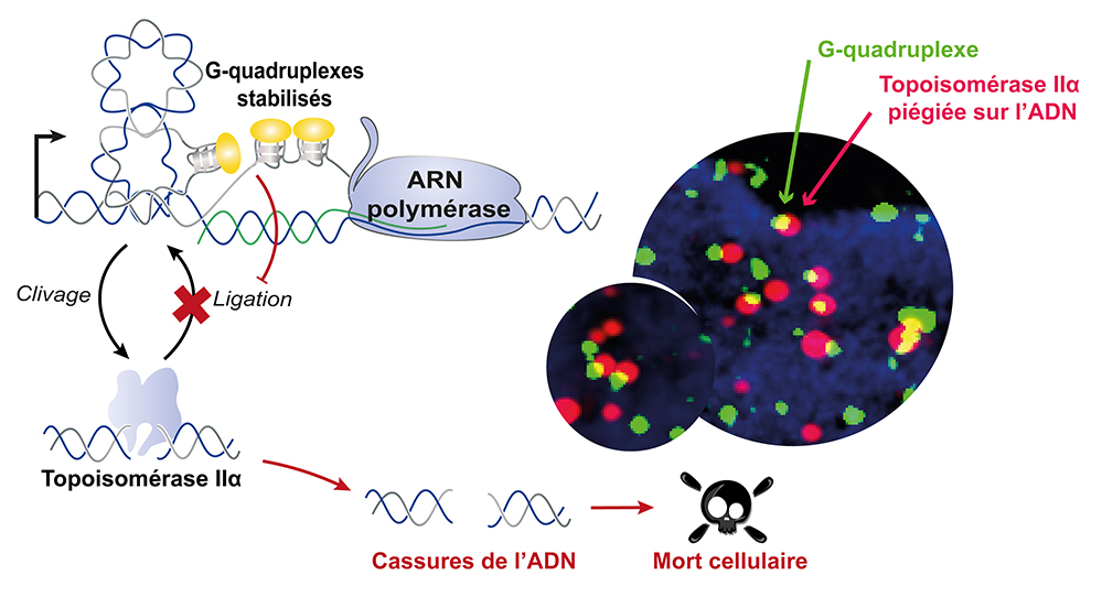 Dénouer l’ADN : quand les ligands de G4 s’en mêlent