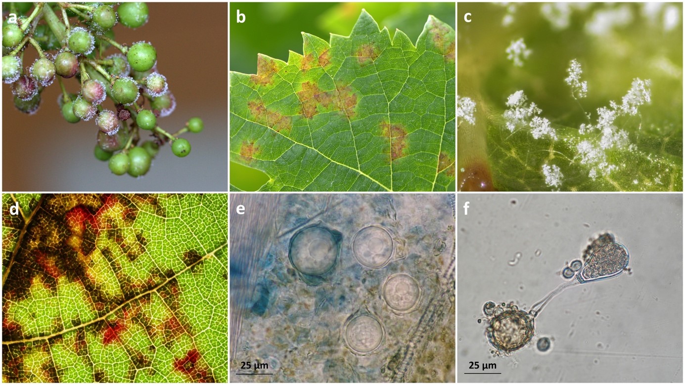 a-Mildiou sur grappe, b-mildiou sur feuille, c-sporanges sur feuilles, d-mildiou « mosaïque » sur feuille (automne), e-oospores (œufs sexués), f-germination d’une oospore contenant les zoospores mobiles 