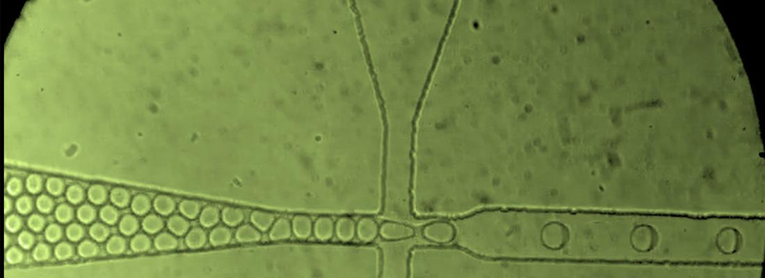 Déchiffrer le potentiel des écosystèmes microbiens grâce à une nouvelle approche microfluidique