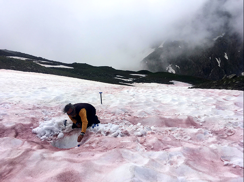 Prélèvement dans des neiges couvertes de « sang des glaciers »