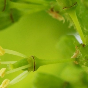 Comment la vigne a changé de sexe pendant sa domestication ?