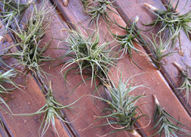 Tillandsia bergeri pour le biomonitoring de la qualité de l’air. Crédit : Eva Schreck